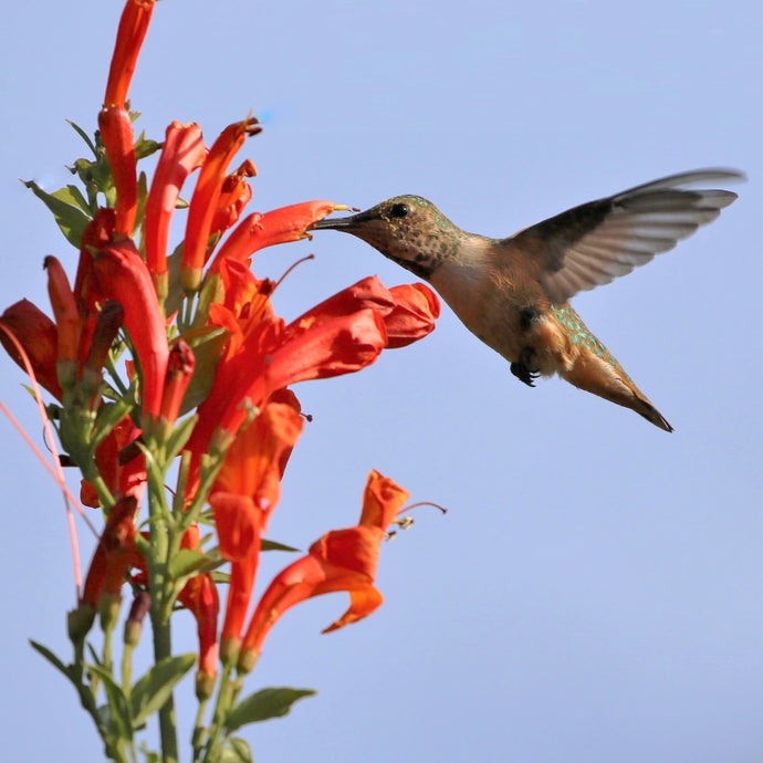 Bird Feature: Rufous Hummingbird