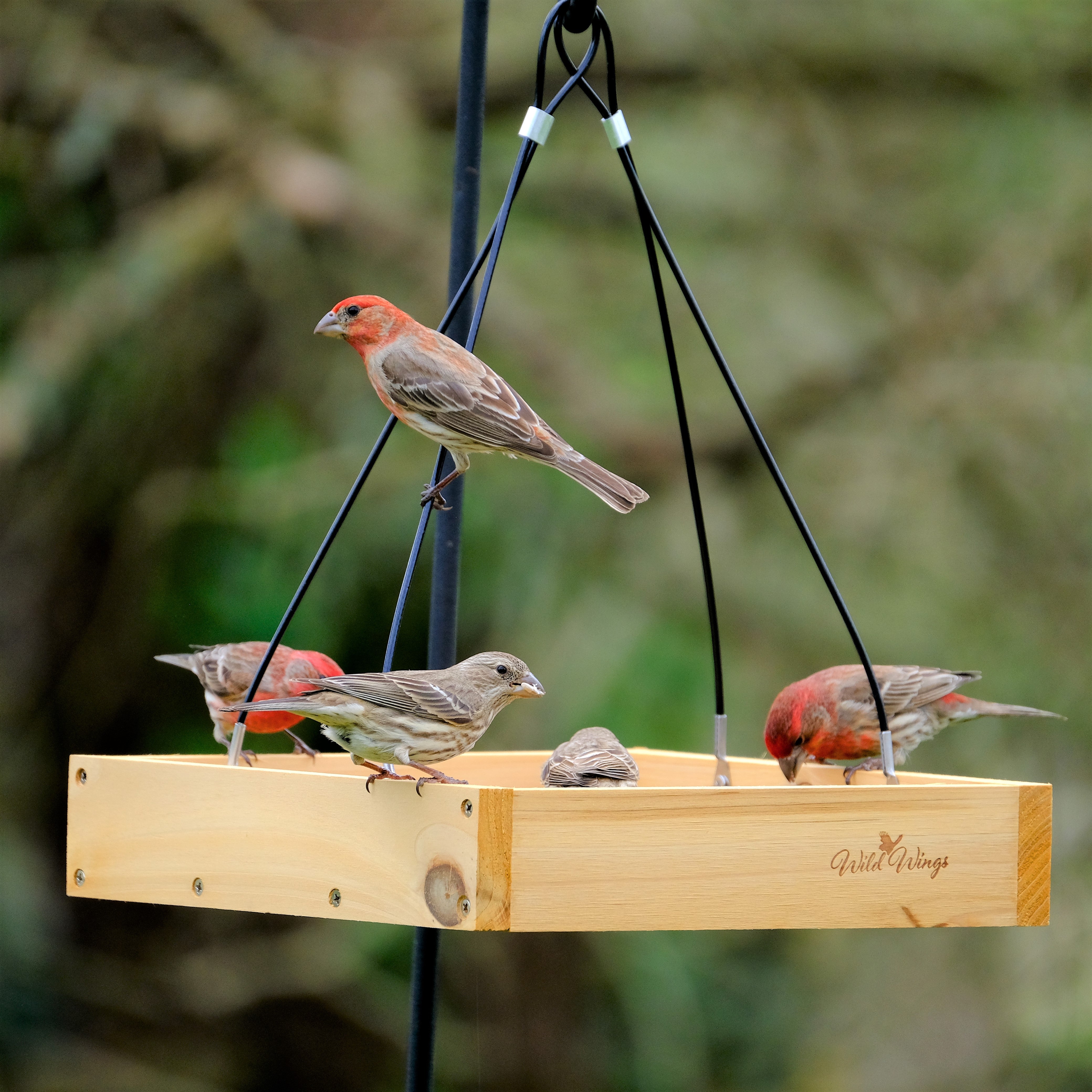 Keep the feeder clean and fresh