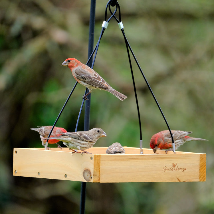 How to attract birds to a new seed feeder