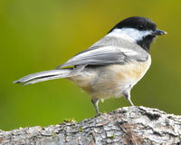 Backyard bird identification guide