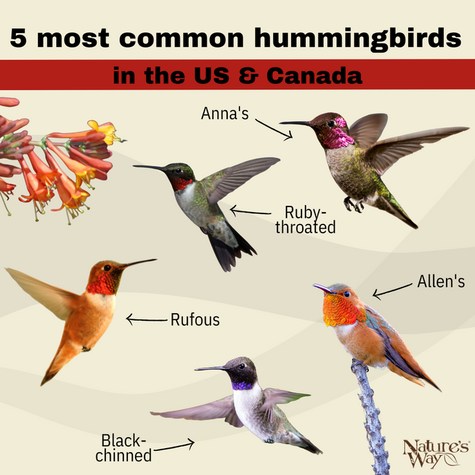 5 most common hummingbirds in the US and Canada