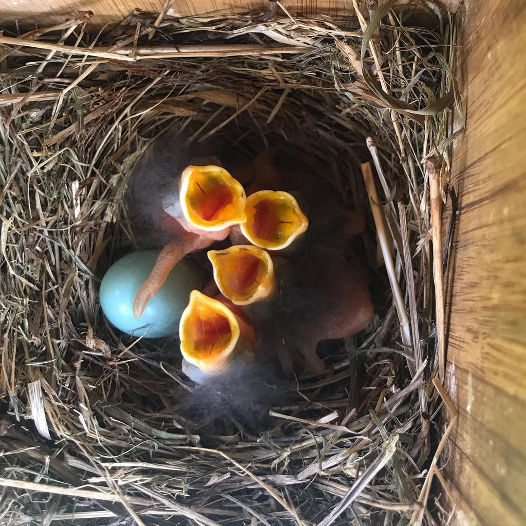 All about the spring nesting cycle –