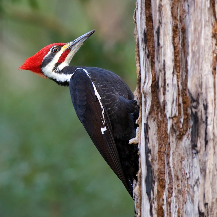 Bird Feature: Pileated Woodpecker
