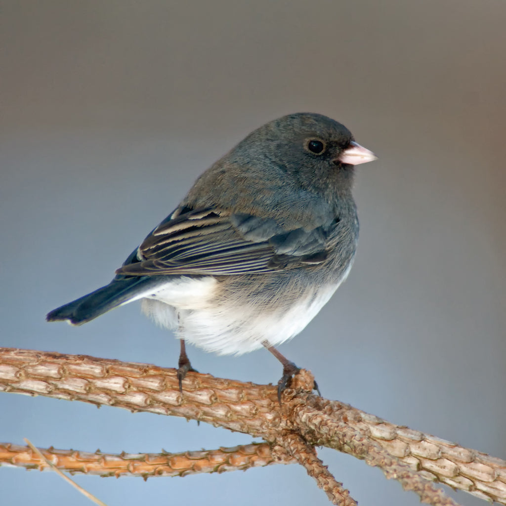 Bird Feature Darkeyed Junco (Slate colored)