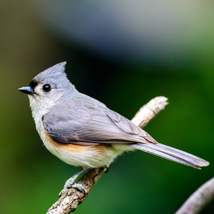 Bird Feature: Tufted Titmouse