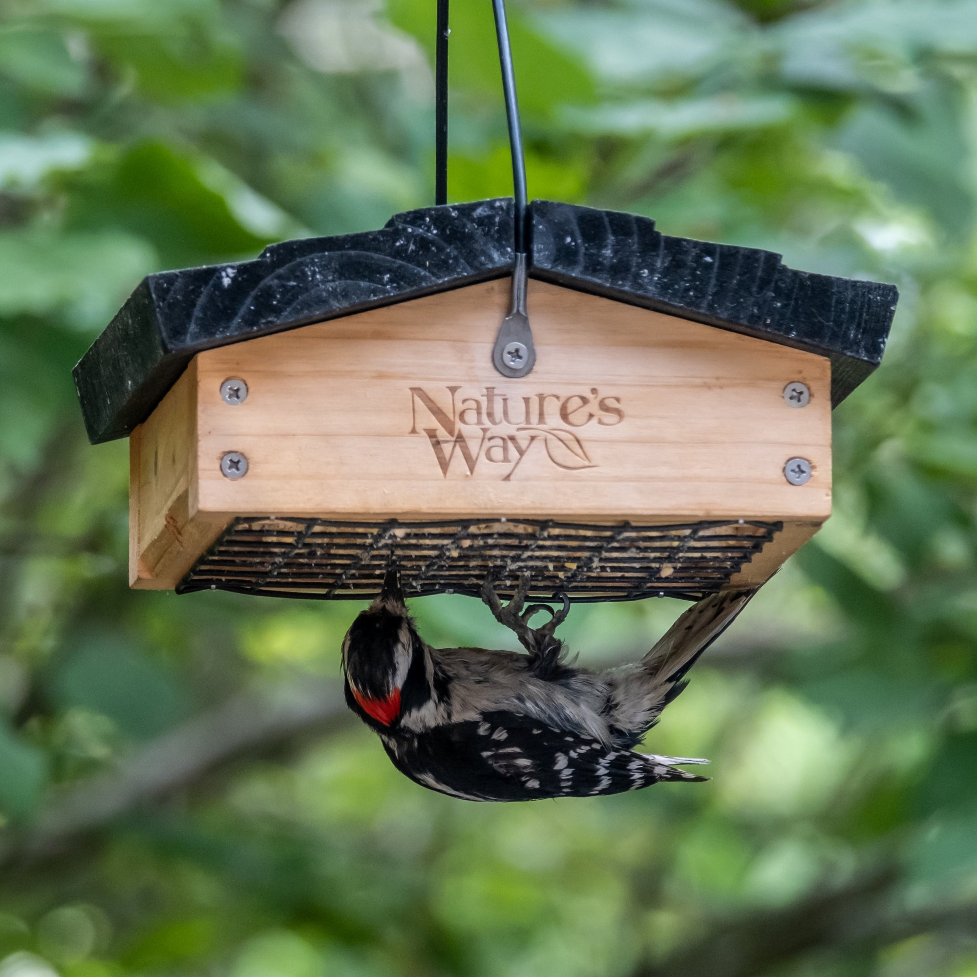 Cedar Upside-Down Suet Feeder – Nature's Way Bird Products