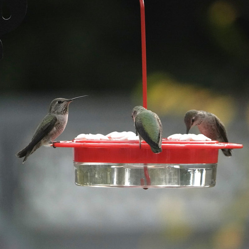 Load image into Gallery viewer, 2-in-1 Plastic Dish Hummingbird Feeder - 13 oz - Red (Model# DDHF0-2N1)
