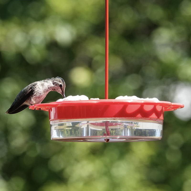 Load image into Gallery viewer, 2-in-1 Plastic Dish Hummingbird Feeder - 13 oz - Red (Model# DDHF0-2N1)
