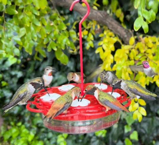 2-in-1 Plastic Dish Hummingbird Feeder - 13 oz - Red (Model