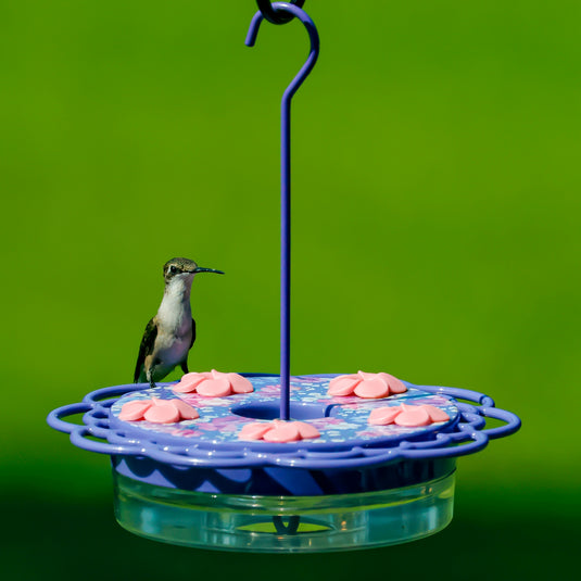 Petunia Passion Plastic Dish Hummingbird Feeder