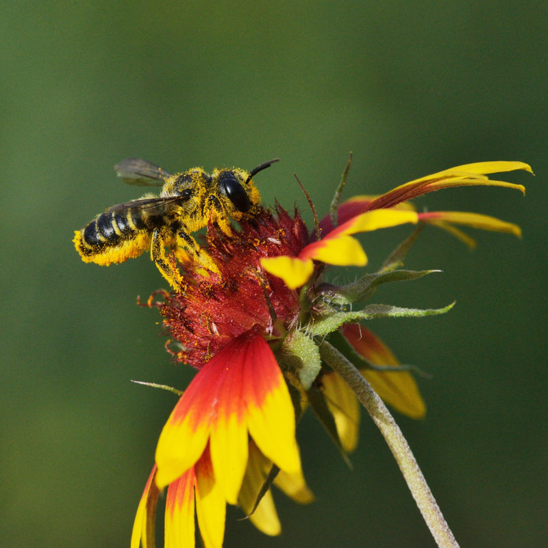 Load image into Gallery viewer, Summer Leaf Bees - (200ct) Free FedEx 2-Day Mail