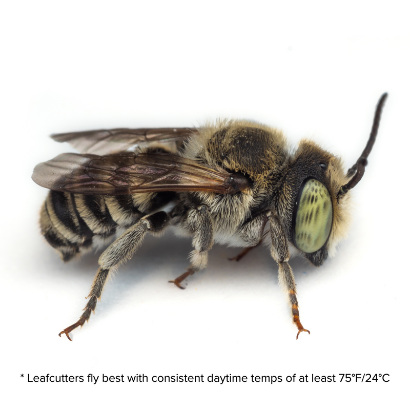 Load image into Gallery viewer, Summer Leaf Bees - (200ct) Free FedEx 2-Day Mail