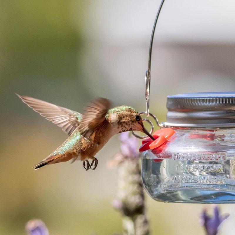 Load image into Gallery viewer, Mason Jar Glass Top-Fill Dish Hummingbird Feeder