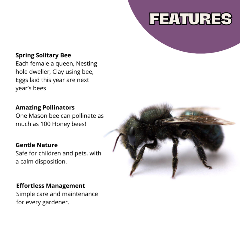 Load image into Gallery viewer, Spring Mason Bees