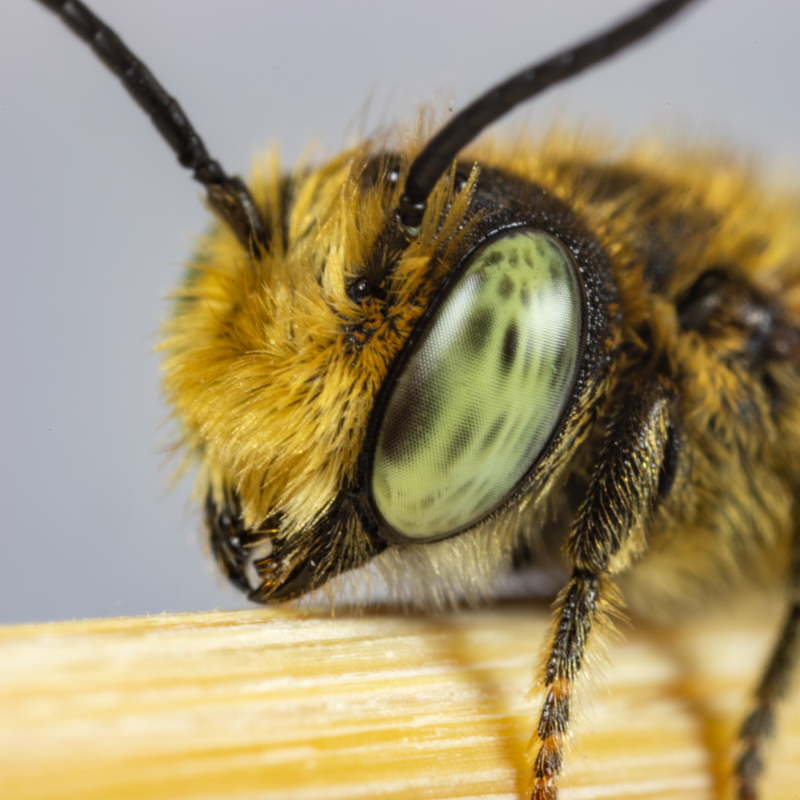 Load image into Gallery viewer, Summer Leaf Bees - (200ct) Free FedEx 2-Day Mail