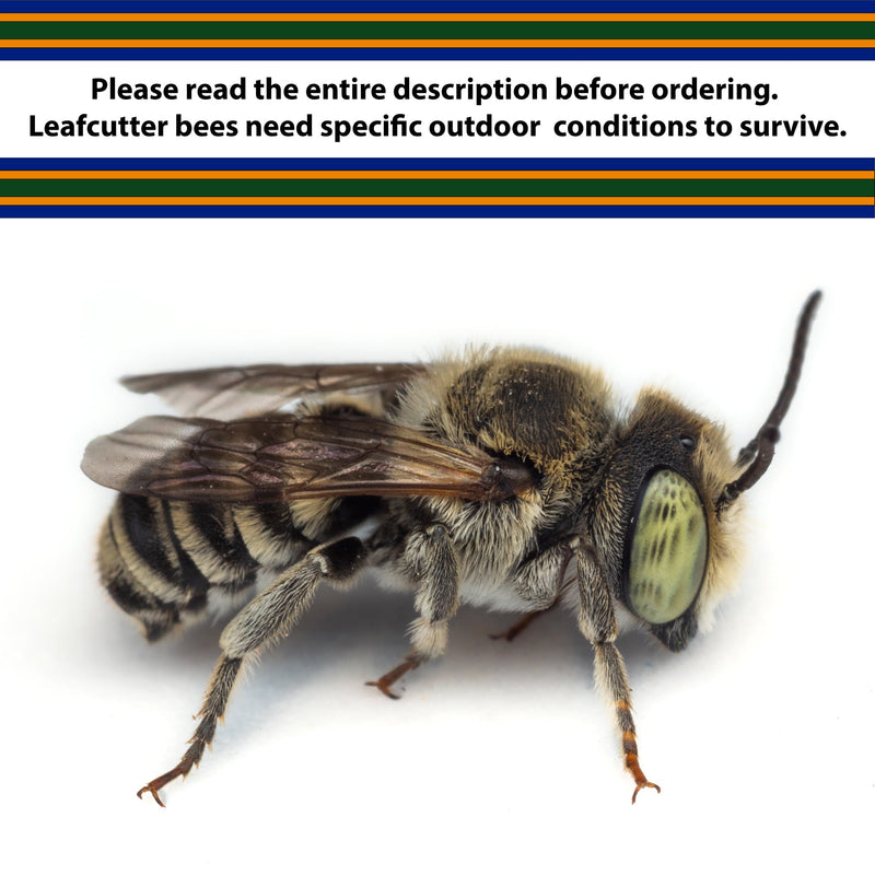 Load image into Gallery viewer, Summer Leaf Bees - (200ct) Free FedEx 2-Day Mail