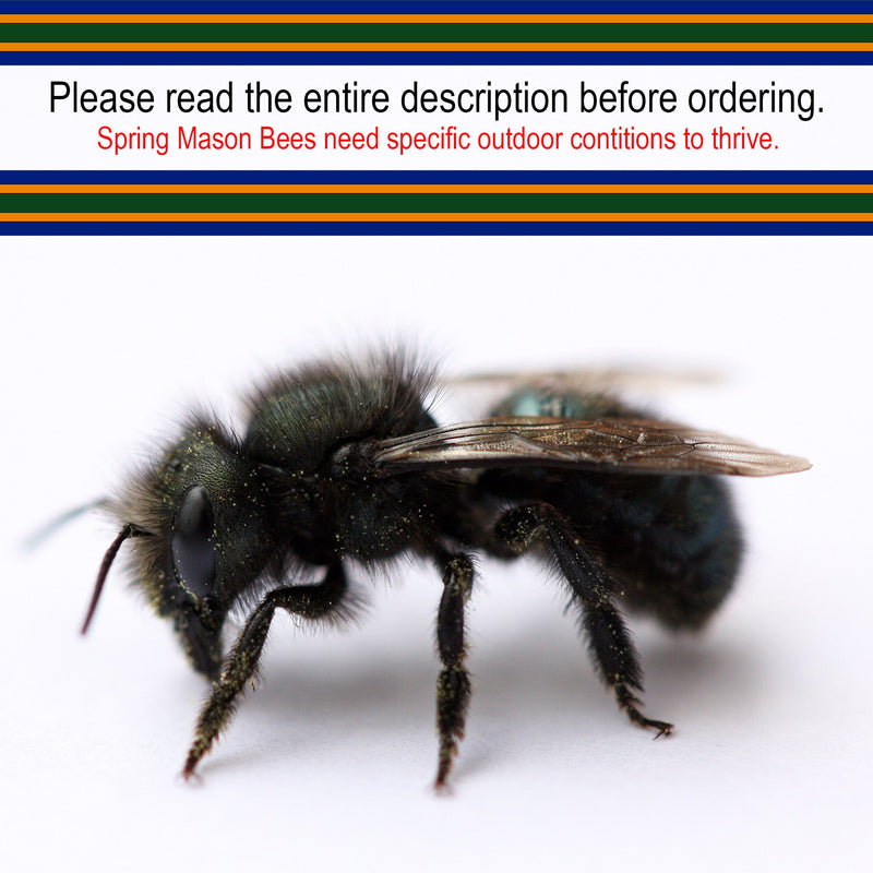 Load image into Gallery viewer, Spring Mason Bees