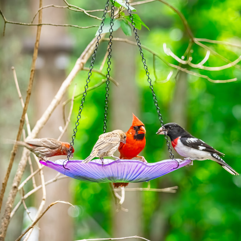 Load image into Gallery viewer, 11” Recycled Glass Hanging Combination Bird Feeder and Bath - Violet Begonia