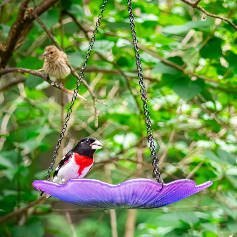 Load image into Gallery viewer, 11” Recycled Glass Hanging Combination Bird Feeder and Bath - Violet Begonia