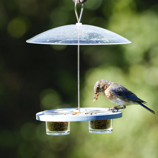 Bluebird Bistro Recycled Plastic Bird Feeder