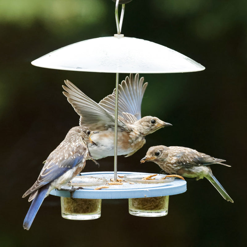 Load image into Gallery viewer, Bluebird Bistro Recycled Plastic Bird Feeder