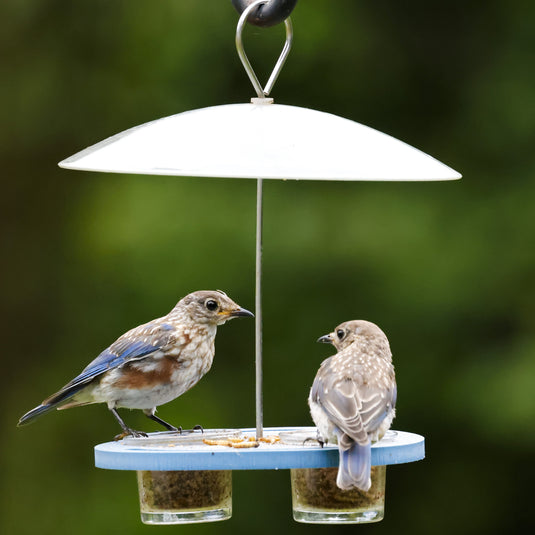 Bluebird Bistro Recycled Plastic Bird Feeder