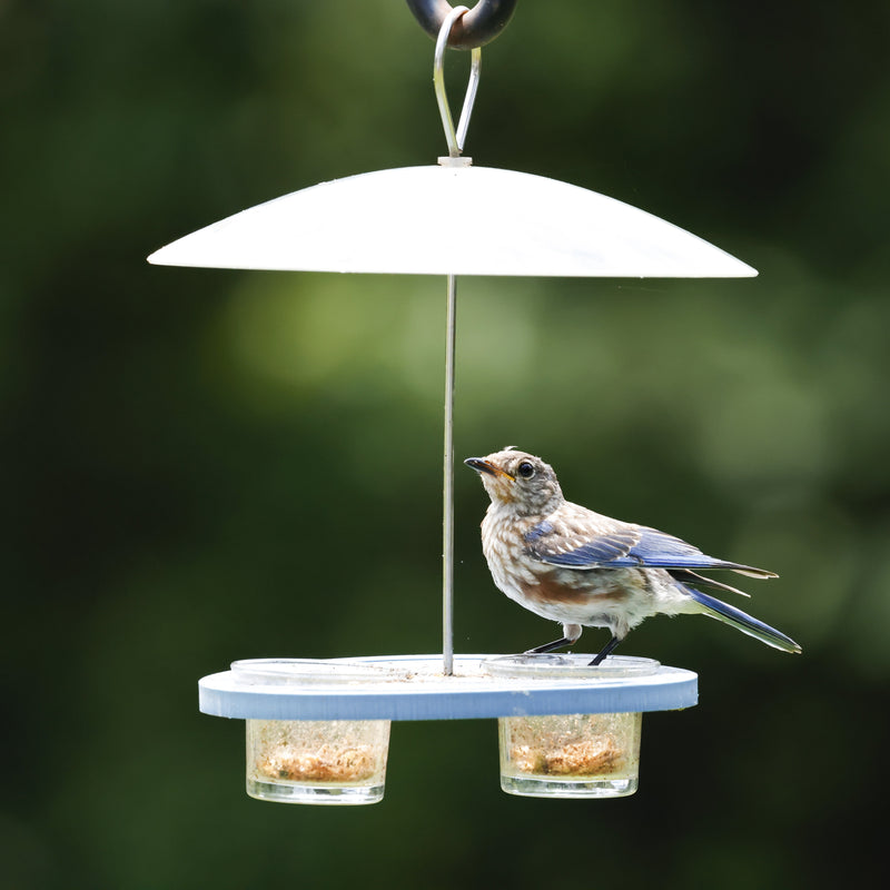 Load image into Gallery viewer, Bluebird Bistro Recycled Plastic Bird Feeder