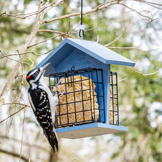 Suet Snacker Recycled Plastic Bird Feeder