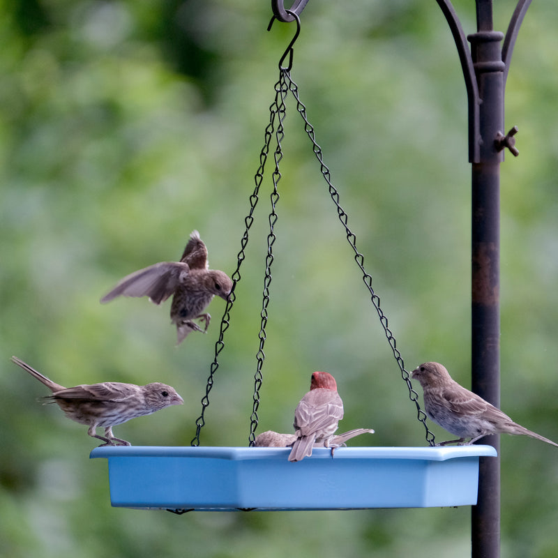 Load image into Gallery viewer, Combo Café 2-in-1 Recycled Plastic Bird Feeder and Bird Bath