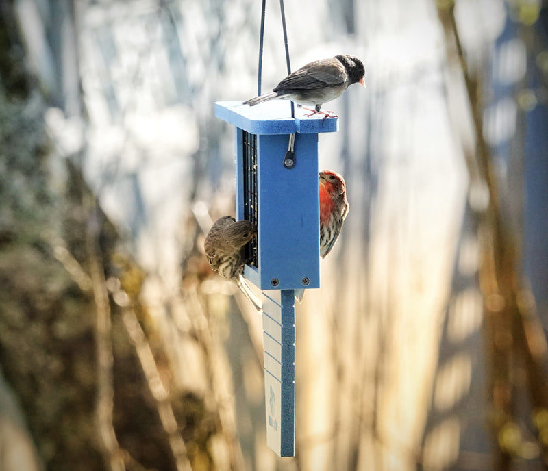 Load image into Gallery viewer, Suet Station Recycled Plastic Tail-prop Bird Feeder