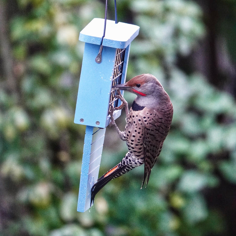Load image into Gallery viewer, Suet Station Recycled Plastic Tail-prop Bird Feeder