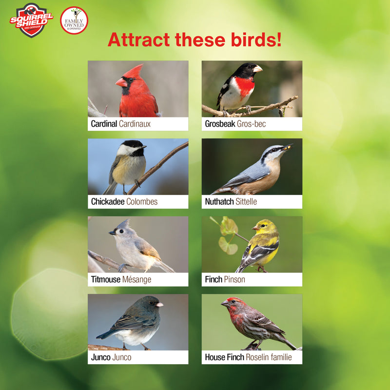 Load image into Gallery viewer, Squirrel Shield Choice Lantern Feeder