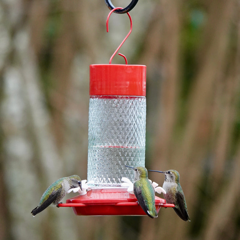 Load image into Gallery viewer, Charming Cherry Glass Gravity Hummingbird Feeder