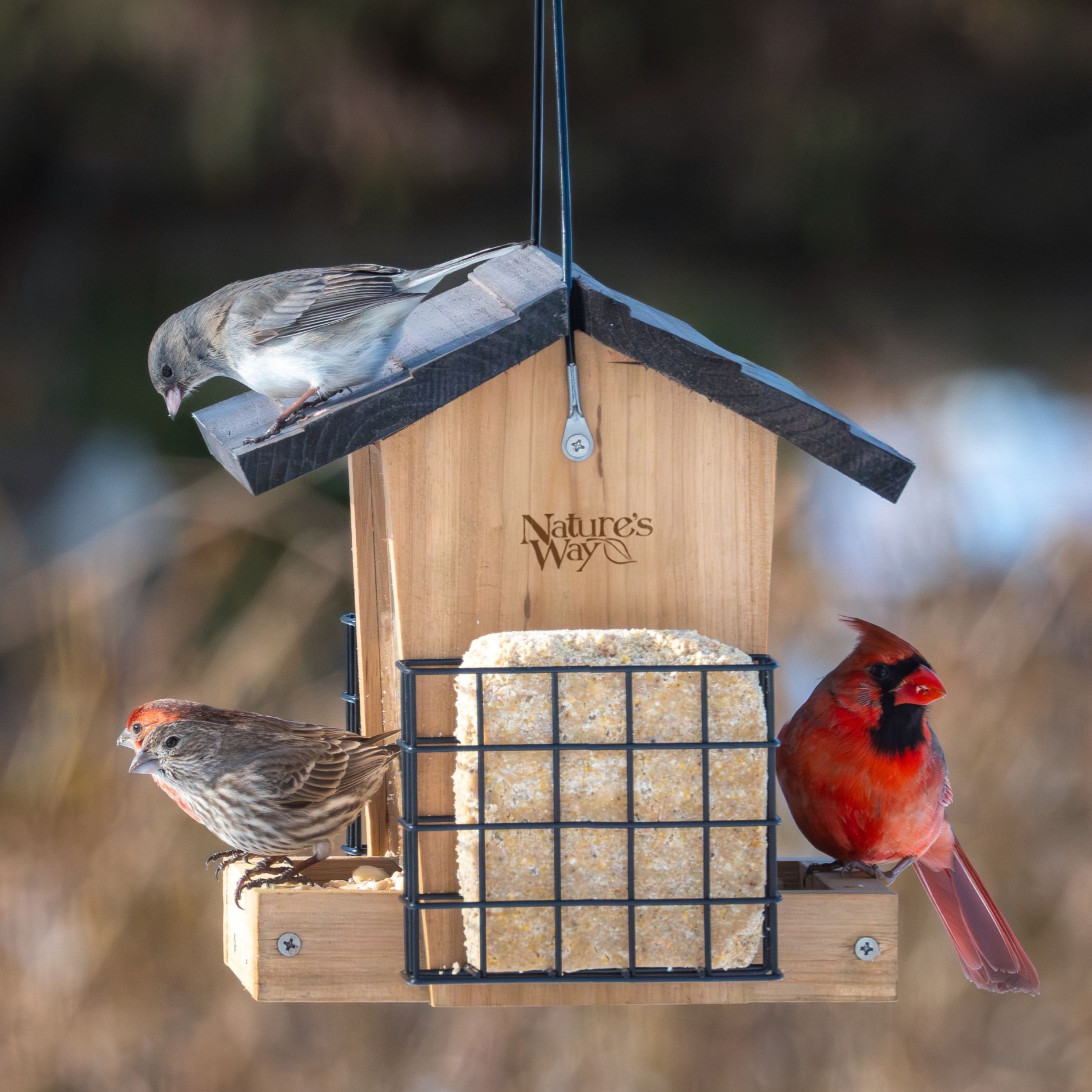  Birds スカイカールー Cedar 3 QT Hopper Feeder w/ 2 Suet Cages – Nature's Way Bird Products
