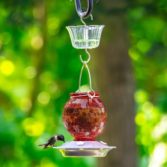 Clear Hummingbird Feeder Ant Moat