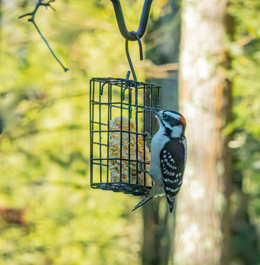 Basic Suet Cage Bird Feeder - Single Cake
