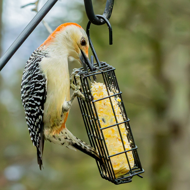 Load image into Gallery viewer, Metal Single Cake Suet Cage Bird Feeder - Single Cake