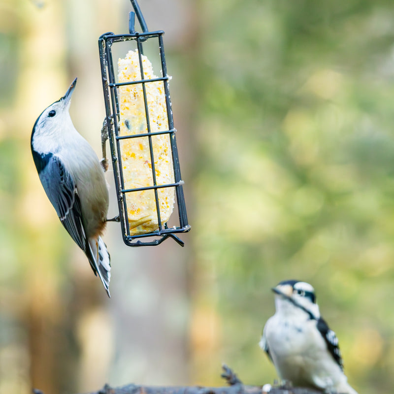 Load image into Gallery viewer, Metal Single Cake Suet Cage Bird Feeder - Single Cake