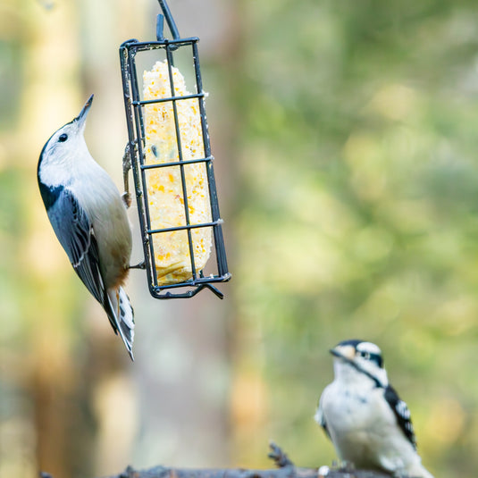 Basic Suet Cage Bird Feeder - Single Cake