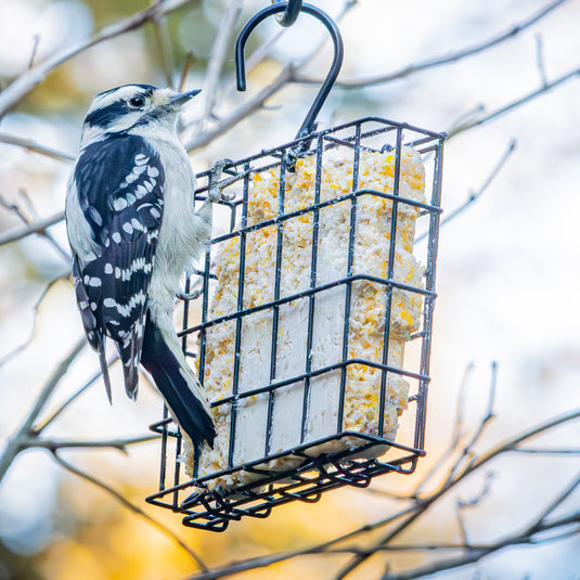 Basic Suet Cage Bird Feeder - Single Cake