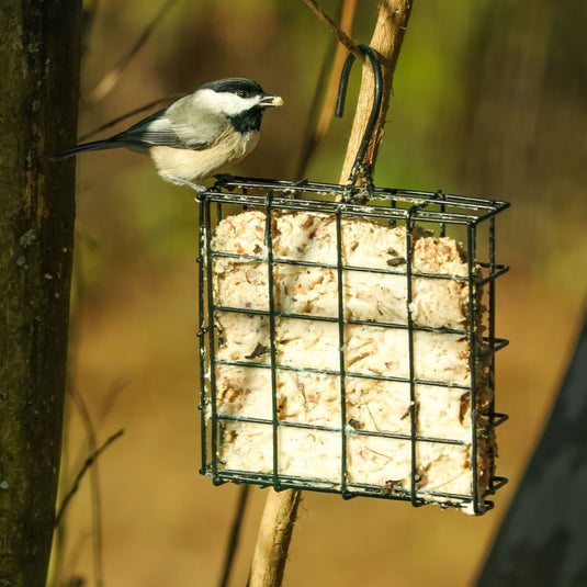 Basic Suet Cage Bird Feeder - Single Cake