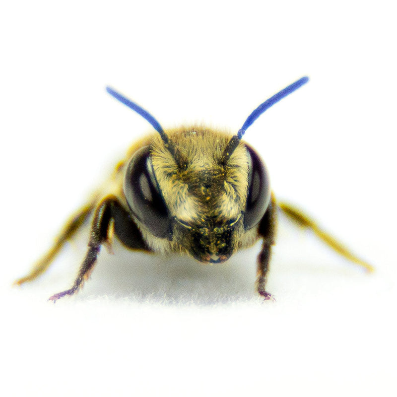 Load image into Gallery viewer, Summer Leaf Bees - (200ct) Free FedEx 2-Day Mail