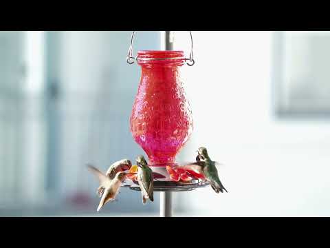 Load and play video in Gallery viewer, Vintage Charm Embossed Glass Hummingbird Feeder
