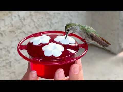 Load and play video in Gallery viewer, 3-Pack Petite Plastic Window and Handheld Hummingbird Feeder