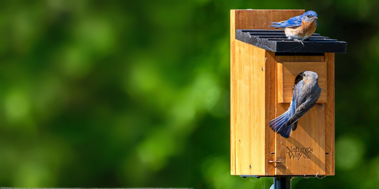 Conservation, Innovation + Community