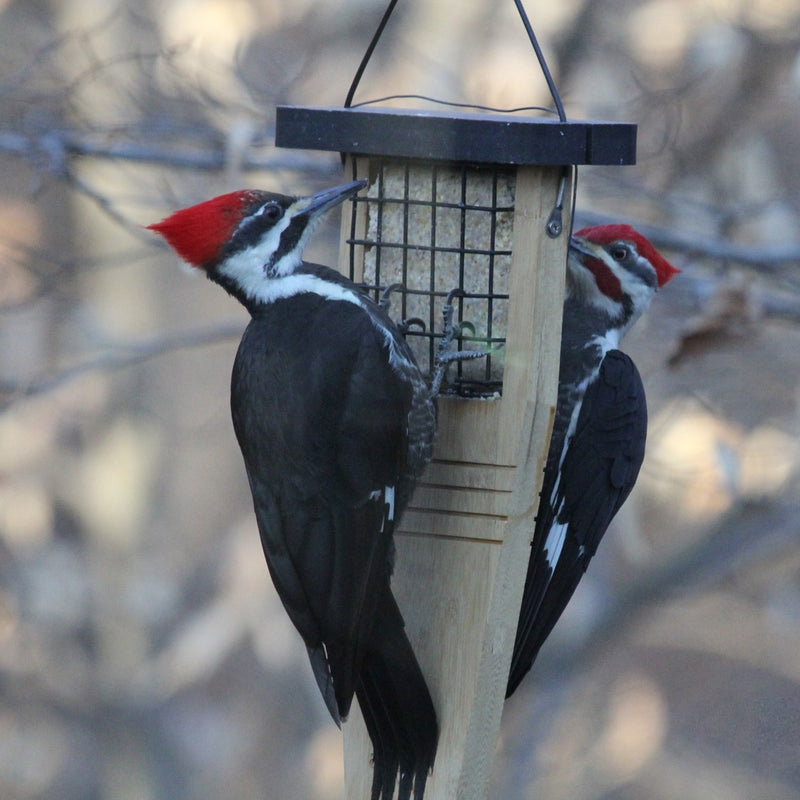 Load image into Gallery viewer, Tail-prop Suet Feeder
