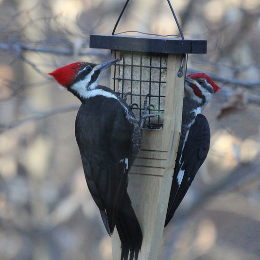 Tail-prop Suet Feeder