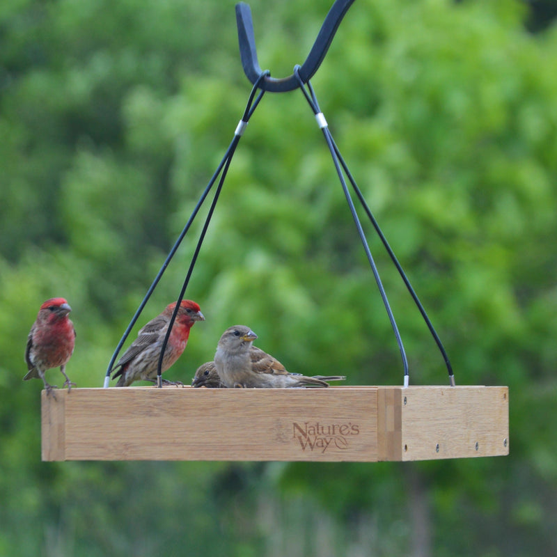 Load image into Gallery viewer, Multiple birds feeding from Nature&#39;s Way bamboo Hanging Platform bird Feeder
