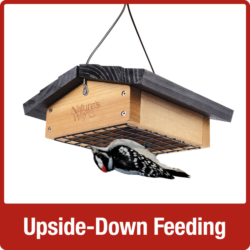 Load image into Gallery viewer, Bird feeding upside-down on Nature's Way Upside-down cedar Suet bird Feeder