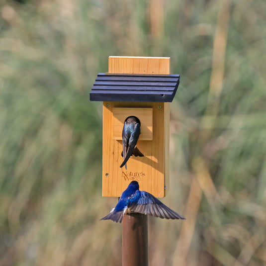 tree swallow pair using nature's way bluebird box house w/ viewing window